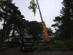 rooien van amerikaanse eikenbomen